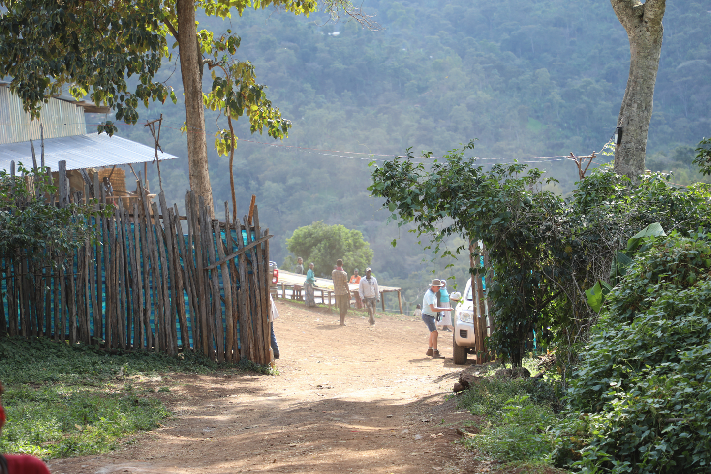 Filter Coffee - Syoum Family - Heirloom Washed