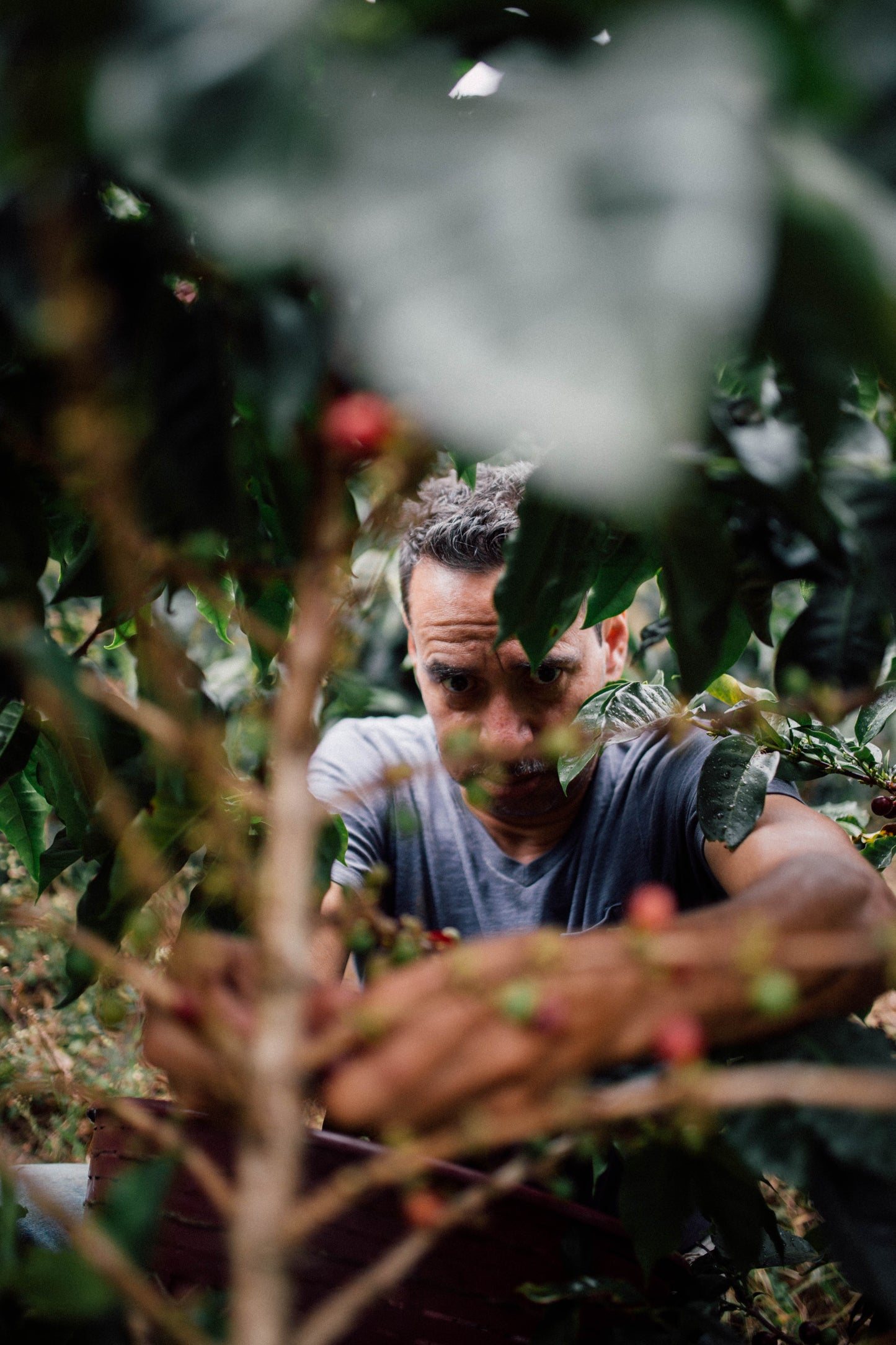 Filterkaffee Jorge Vásquez Catuai Natural von Paso Paso, frisch gebrüht, in einer Barista-Schulungsszene in Hannover.