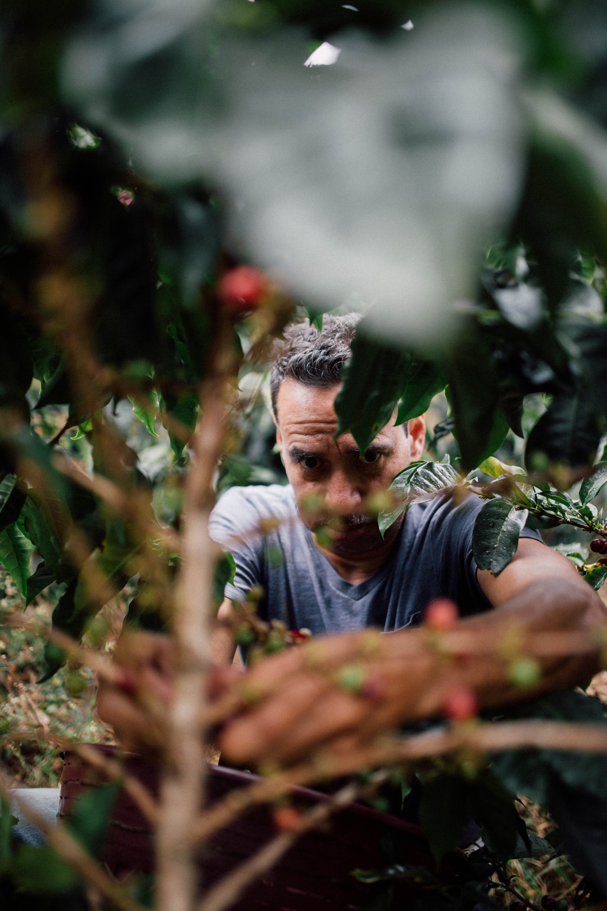 Filterkaffee Jorge Vásquez Catuai Natural von Paso Paso, frisch gebrüht, in einer Barista-Schulungsszene in Hannover.