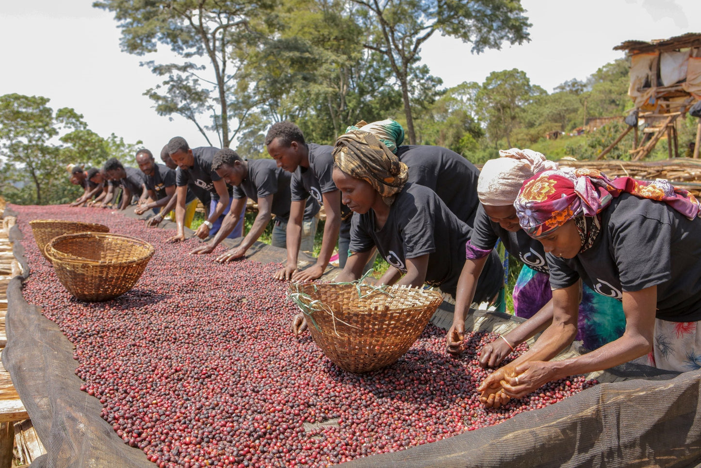 Filter Coffee - Syoum Family - Heirloom Washed
