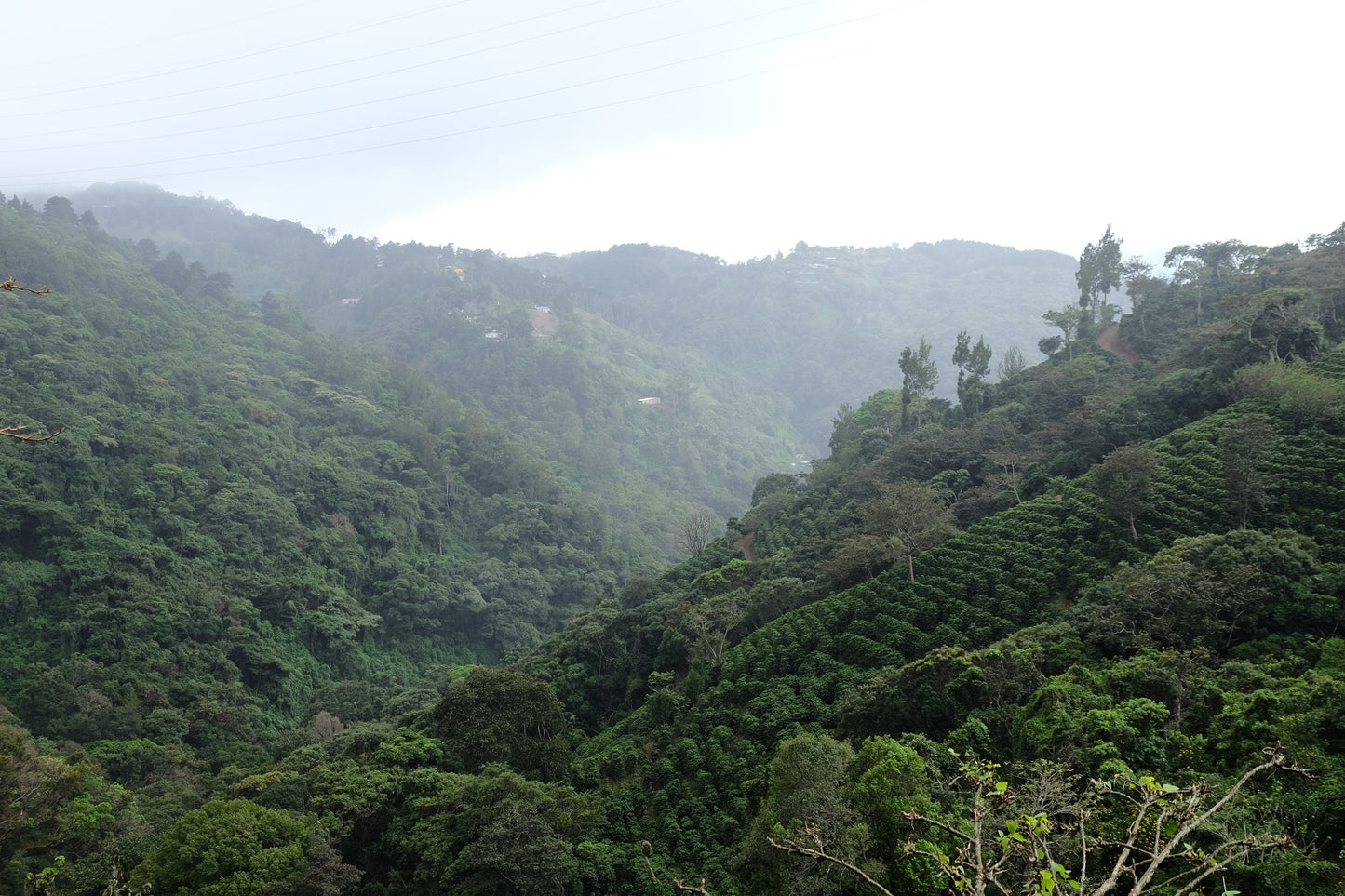Bio-Filterkaffee von Paso Paso, Jorge Vásquez Catuai Natural, frisch gebrüht in einer Espressomaschine in Hannover