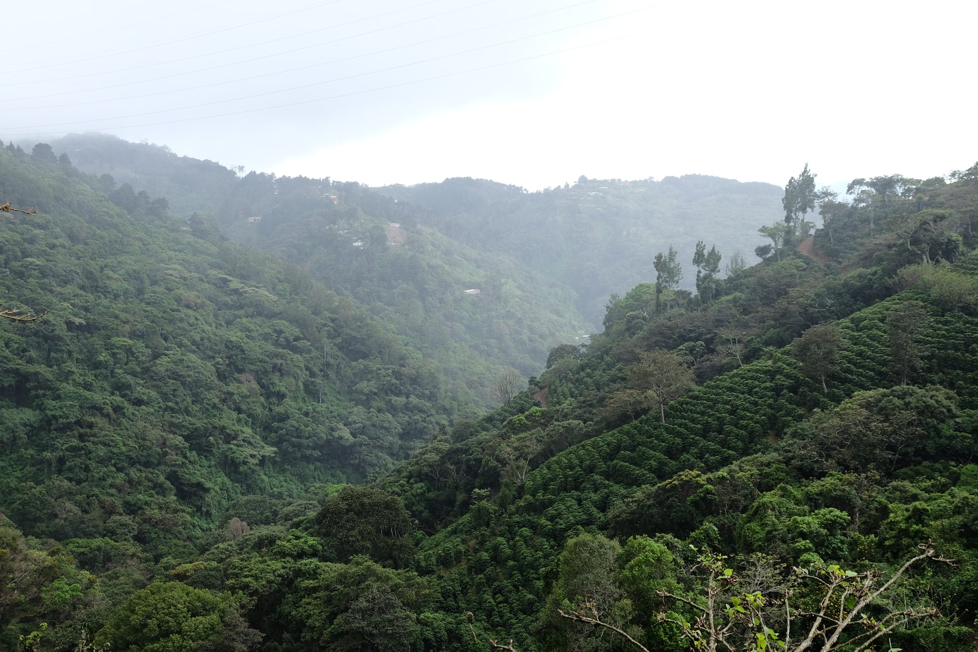 Bio-Filterkaffee von Paso Paso, Jorge Vásquez Catuai Natural, frisch gebrüht in einer Espressomaschine in Hannover