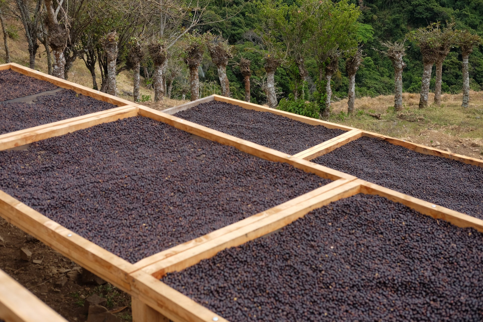 Bio-Espresso-Kaffeebohnen von Paso Paso, Filterkaffee Jorge Vásquez Catuai Natural, frisch und aromatisch