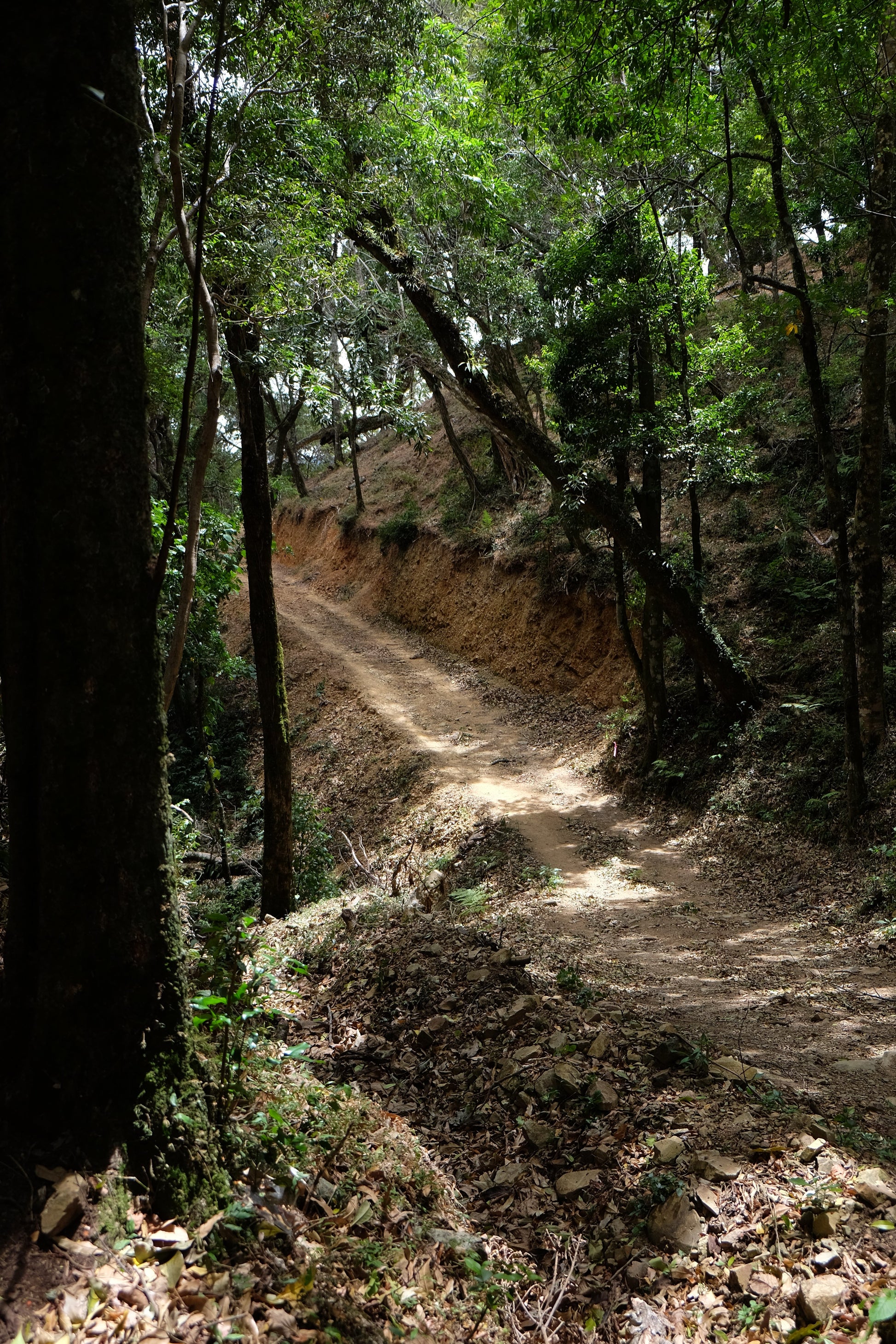 Bio-Filterkaffee von Paso Paso, Jorge Vásquez Catuai Natural, frisch gebrüht, mit Kaffee-Filter und Tasse auf einem Holztablett.