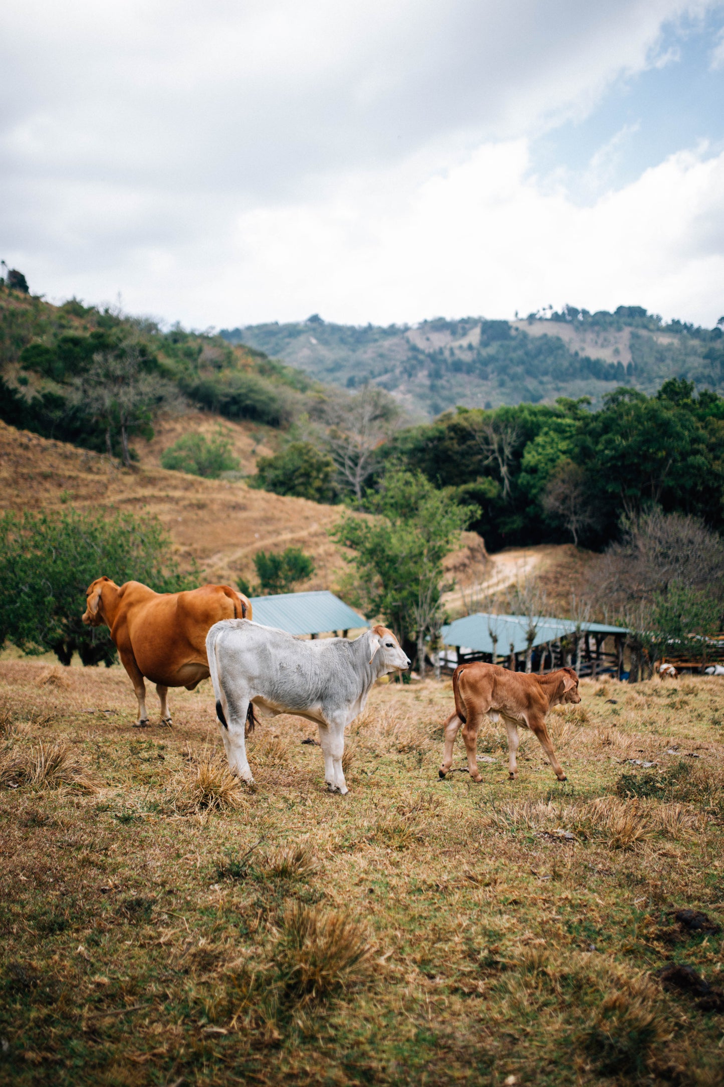 Frisch gebrühter Filterkaffee der Marke Paso Paso, Catuai Natural von Jorge Vásquez, auf einer Kaffeefarm.