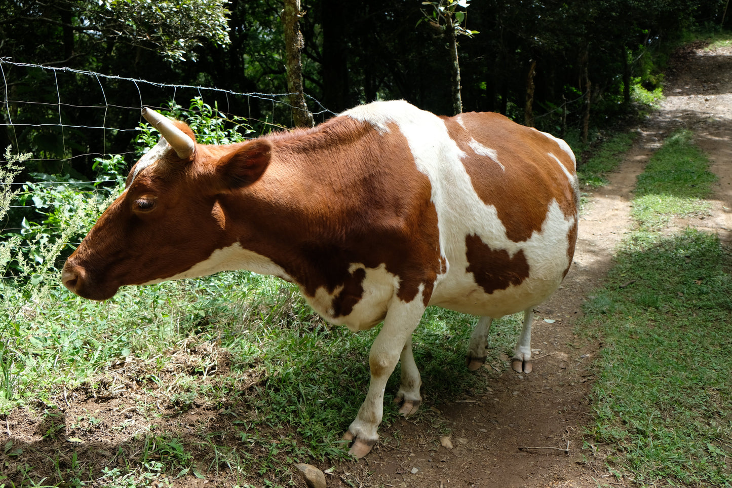 Frisch gebrühter Filterkaffee von Jorge Vásquez Catuai Natural, Paso Paso Farmer Owned Coffee, in einer Tasse auf einer Holzoberfläche.